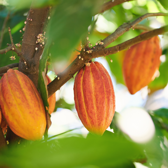 Cacao de verdad
